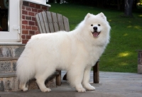 Picture of Samoyed dog standing on decking