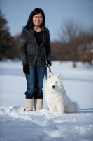 Picture of Samoyed dog with woman in winter