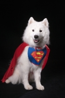 Picture of Samoyed dressed up as super hero