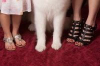 Picture of Samoyed feet with ladies feet