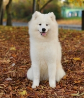 Picture of Samoyed in autumn