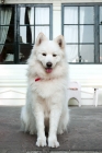 Picture of samoyed in front of house