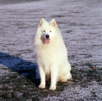 Picture of samoyed in frosty field looking straight at camera