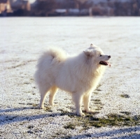Picture of samoyed in frosty field with footprints