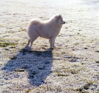 Picture of samoyed in frosty field