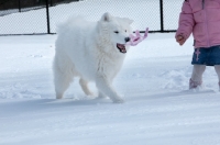 Picture of Samoyed in winter