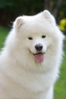 Picture of Samoyed looking at camera