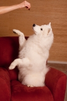 Picture of Samoyed looking up at hand