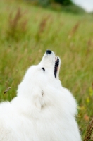 Picture of Samoyed looking up
