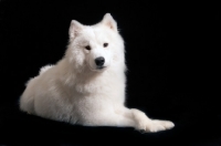 Picture of Samoyed lying on black background