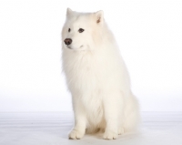 Picture of Samoyed on white background