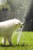 Picture of Samoyed playign with sprinkler system