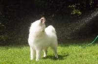 Picture of Samoyed playing with hose water