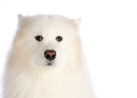 Picture of Samoyed portrait