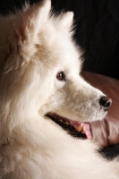 Picture of Samoyed profile