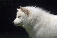 Picture of Samoyed profile