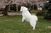 Picture of Samoyed pulling lead