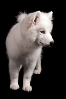 Picture of Samoyed pup on black background