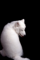 Picture of Samoyed puppy, back view