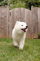 Picture of Samoyed puppy in garden