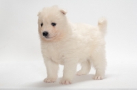 Picture of Samoyed puppy in studio