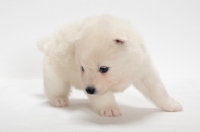 Picture of Samoyed puppy in studio