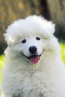 Picture of Samoyed puppy looking at camera