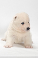 Picture of Samoyed puppy looking away