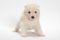 Picture of Samoyed puppy, looking towards camera