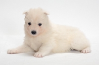 Picture of Samoyed puppy lying down