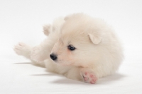 Picture of Samoyed puppy lying in studio