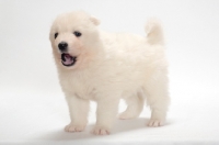 Picture of Samoyed puppy on white background