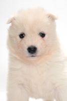 Picture of Samoyed puppy portrait