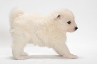 Picture of Samoyed puppy sie view