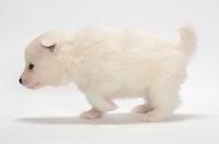 Picture of Samoyed puppy walking in studio