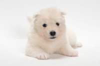 Picture of Samoyed puppy