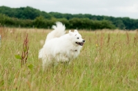 Picture of Samoyed running in field