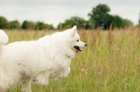 Picture of Samoyed running