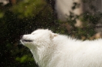 Picture of Samoyed shaking out water