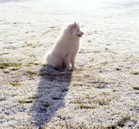 Picture of samoyed sitting in frosty field