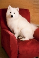 Picture of Samoyed sitting on chair