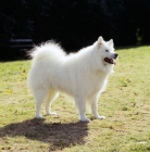 Picture of samoyed standing on short grass