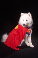 Picture of Samoyed superman