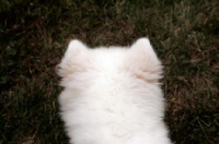 Picture of Samoyed top view