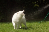 Picture of Samoyed turning to face water