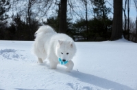 Picture of Samoyed walking in snow with toy
