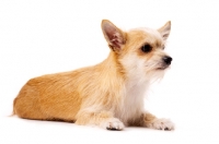 Picture of Sand coloured Chihuahua cross Yorkshire Terrier, Chorkie, isolated on a white background