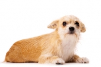 Picture of Sand coloured Chihuahua cross Yorkshire Terrier, Chorkie, isolated on a white background