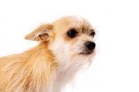 Picture of Sand coloured Chihuahua cross Yorkshire Terrier, Chorkie, isolated on a white background