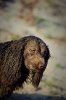 Picture of sandy American Water Spaniel